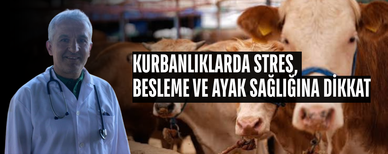 VETERİNER HEKİM MUAYENESİNDEN GEÇMİŞ RAPORLU OLAN HAYVANLAR ALINMALI