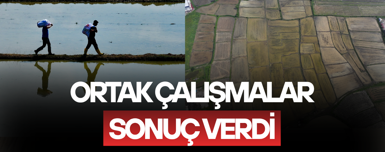 COĞRAFİ İŞARETLİ KONURALP PİRİNCİNİN EKİM ALANI 5 YILDA YÜZDE 86 ARTTI