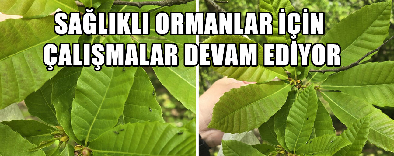 KESTANE GAL ARISI İLE MÜCADELE SÜRÜYOR