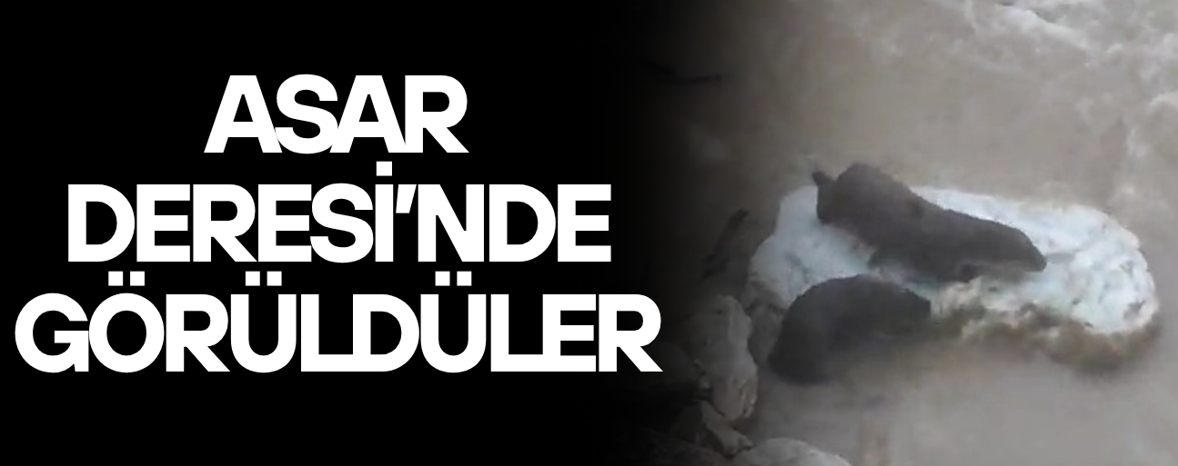 SUDA OYNAYAN SU SAMURLARI İLGİ ODAĞI OLDU