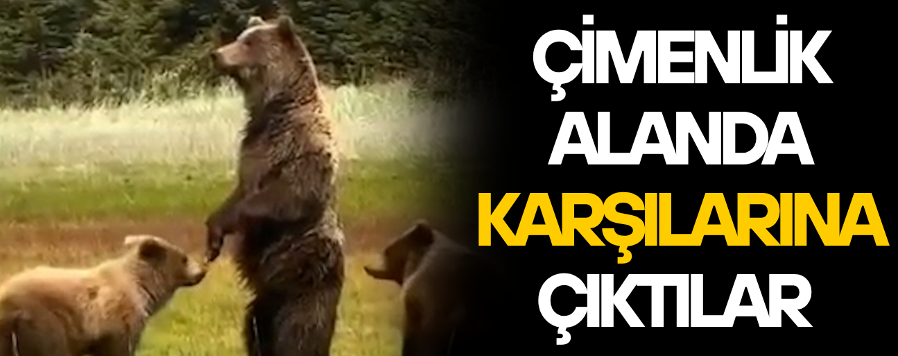 ANNE AYI VE YAVRULARI KAMERADA