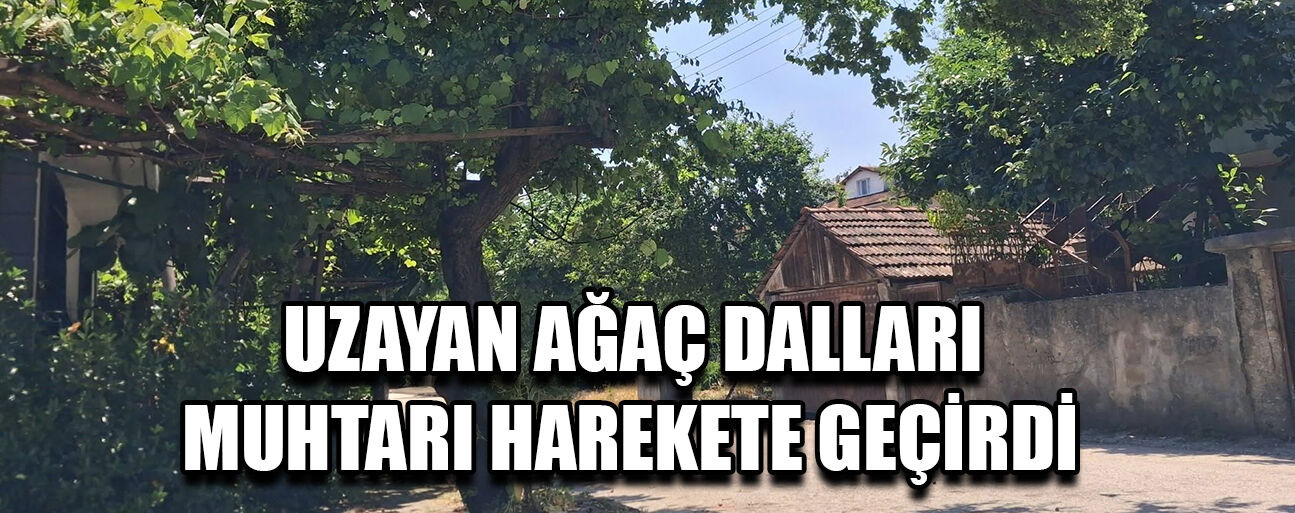 DUYARSIZ AĞAÇ SAHİPLERİNE EMPATİ İLE SESLENDİ