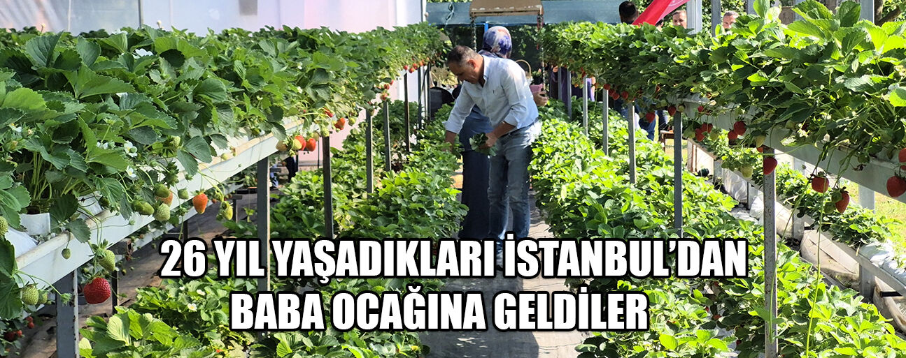 TOPRAKSIZ TARIMLA YETİŞTİRDİKLERİ ÇİLEKLER, YAŞAM ENERJİLERİ OLDU