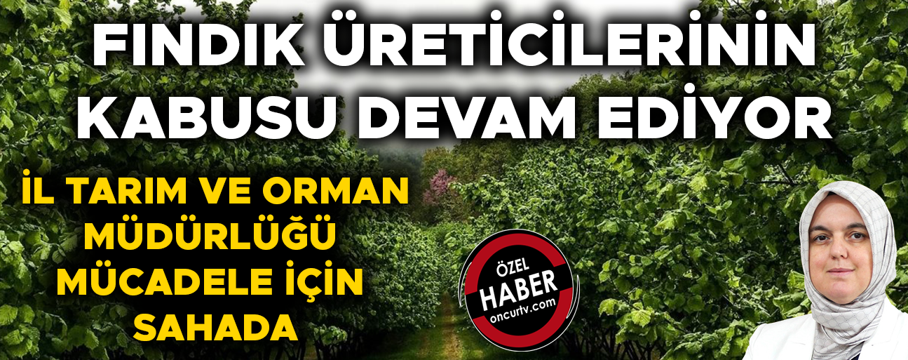 FINDIKTA BÜYÜK VERİM KAYBINA YOL AÇIYOR