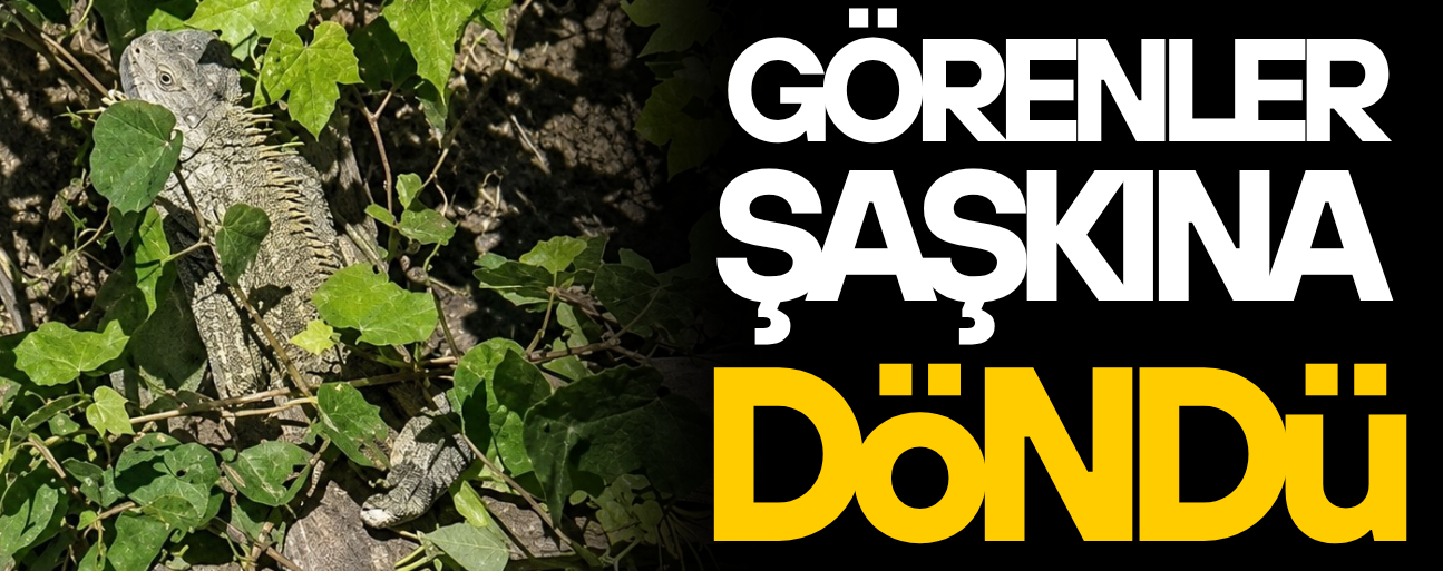 ÇİLİMLİ’DE GÖRÜLEN GİZEMLİ SÜRÜNGEN İGUANA ÇIKTI