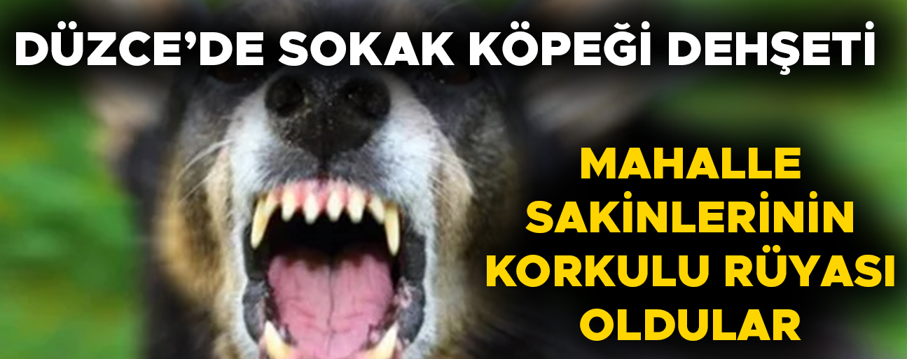 KÖPEĞİN ISIRDIĞI MARKET ÇALIŞANI HASTANELİK OLDU
