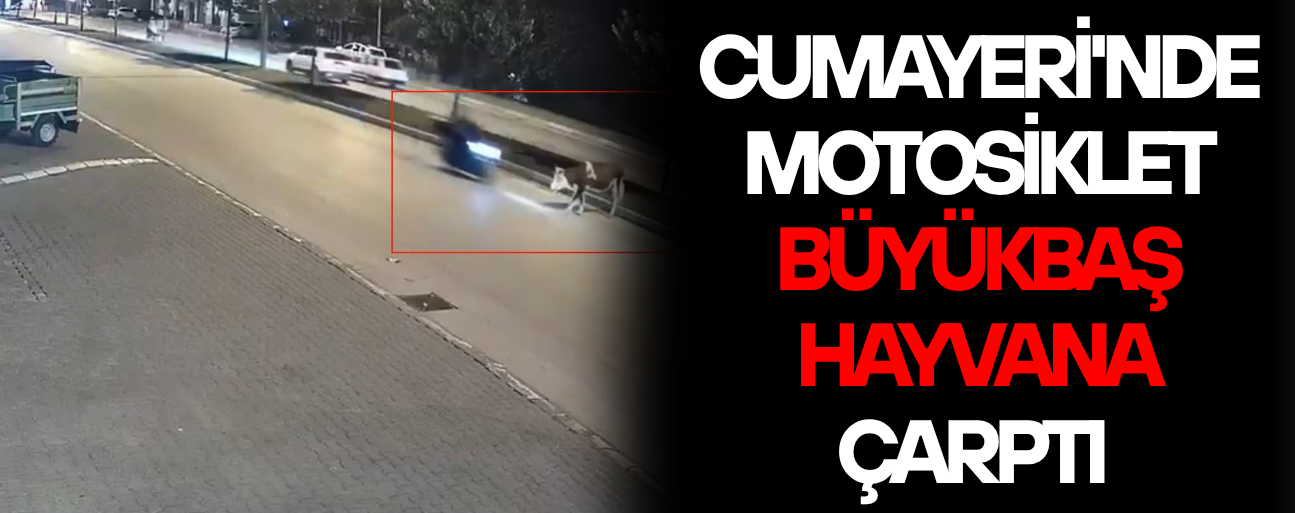 HAYVAN TELEF OLDU, KAZA ANI KAMERADA