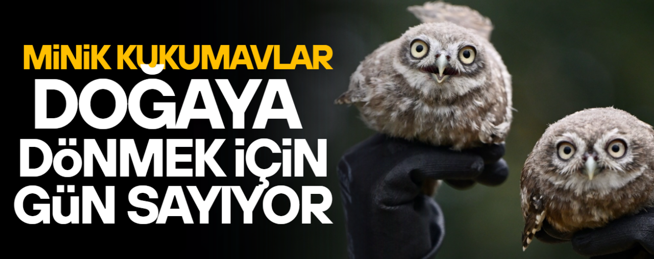 DÜZCE’DE YUVADAN DÜŞEN KUKUMAVLARA ŞEFKAT ELİ