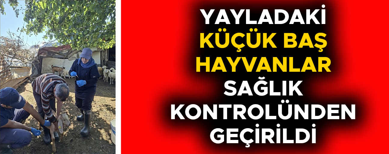 YENİ DOĞAN YAVRULARA KÜPELERİ TAKILDI