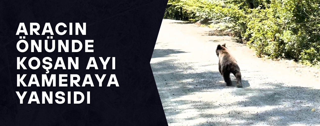 YOL BOYUNCA KOŞAN AYI ORMANA GİRDİ