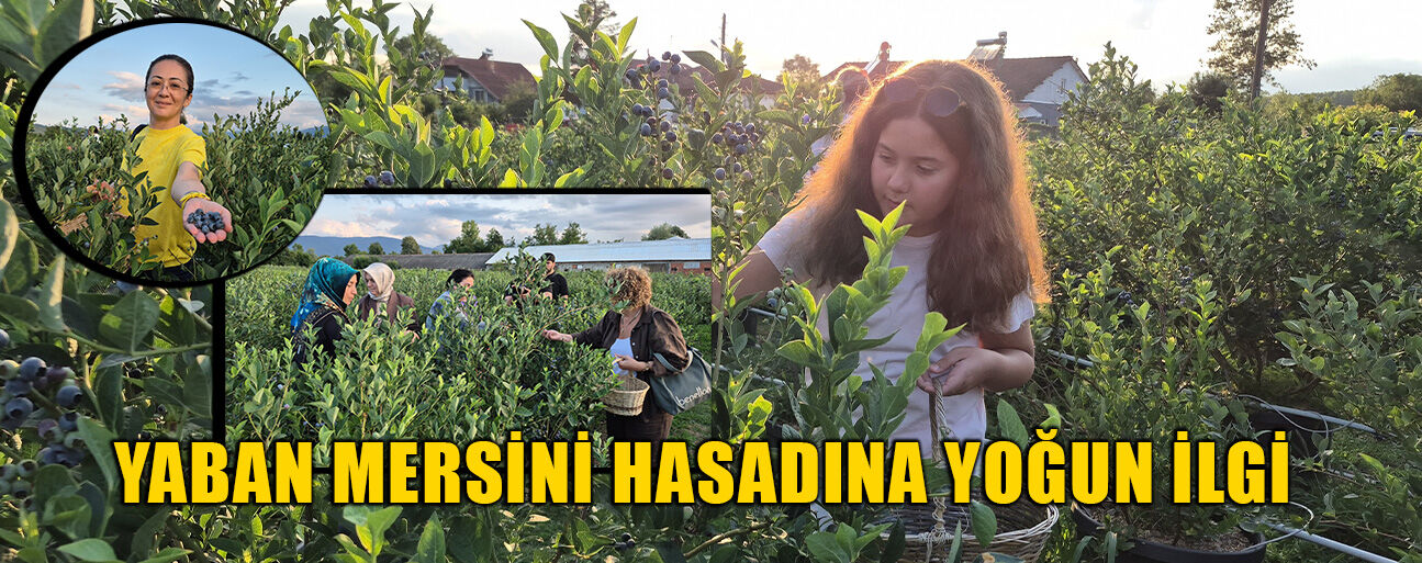 YABAN MERSİNİ TARLASI DOĞAL FOTOĞRAF PLATOSU OLDU