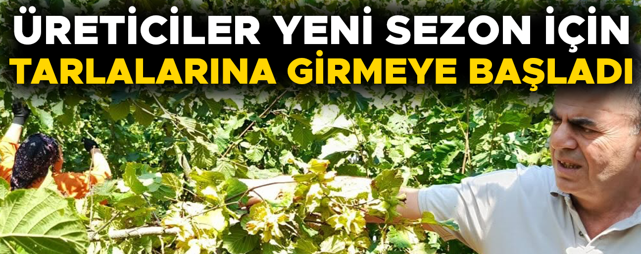 DÜZCE’DE YEŞİL ALTIN HASADI BAŞLADI