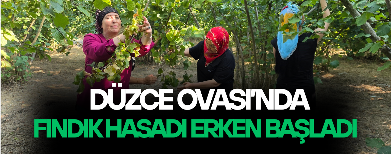DÜZCELİ KADINLARDAN İMECE USULÜ FINDIK MESAİSİ