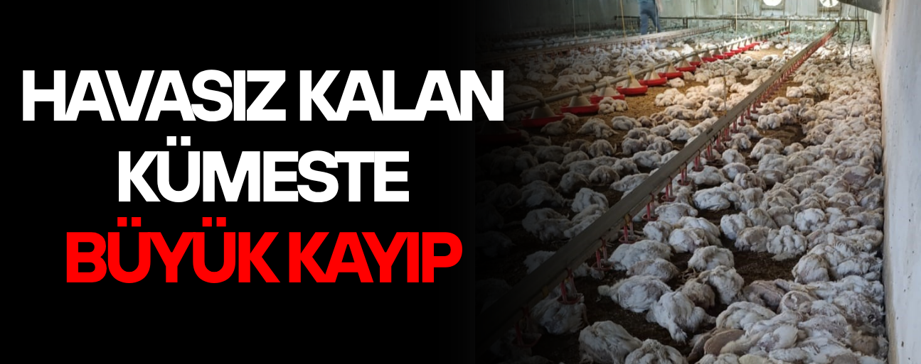 4 BİN TAVUK TELEF OLDU