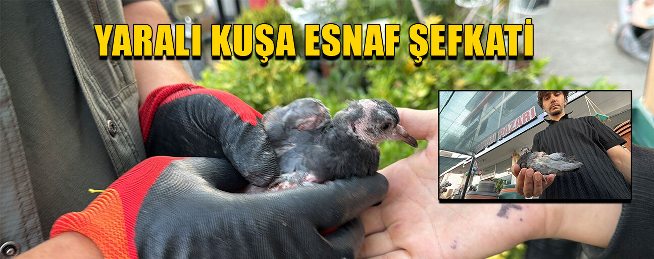 KUŞ TEDAVİSİ İÇİN MERKEZE GÖTÜRÜLDÜ
