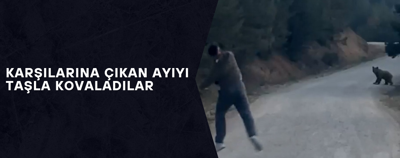 AYI ORMANLIK ALANDA GÖZLERDEN UZAKLAŞTI