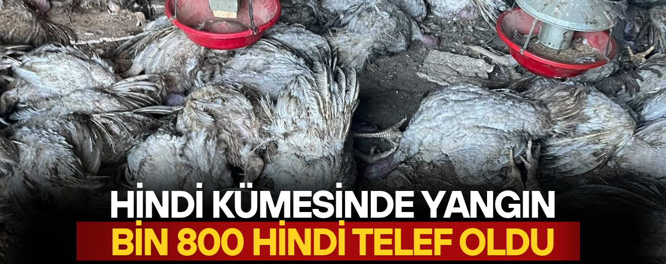BİN 800 HİNDİ TELEF OLDU