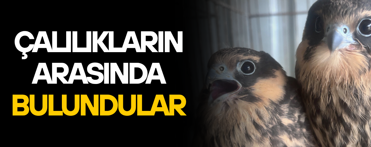 DÜZCE’DE ANNESİZ KALAN DOĞAN YAVRULARI UZMAN ELLERDE HAYATA TUTUNDU