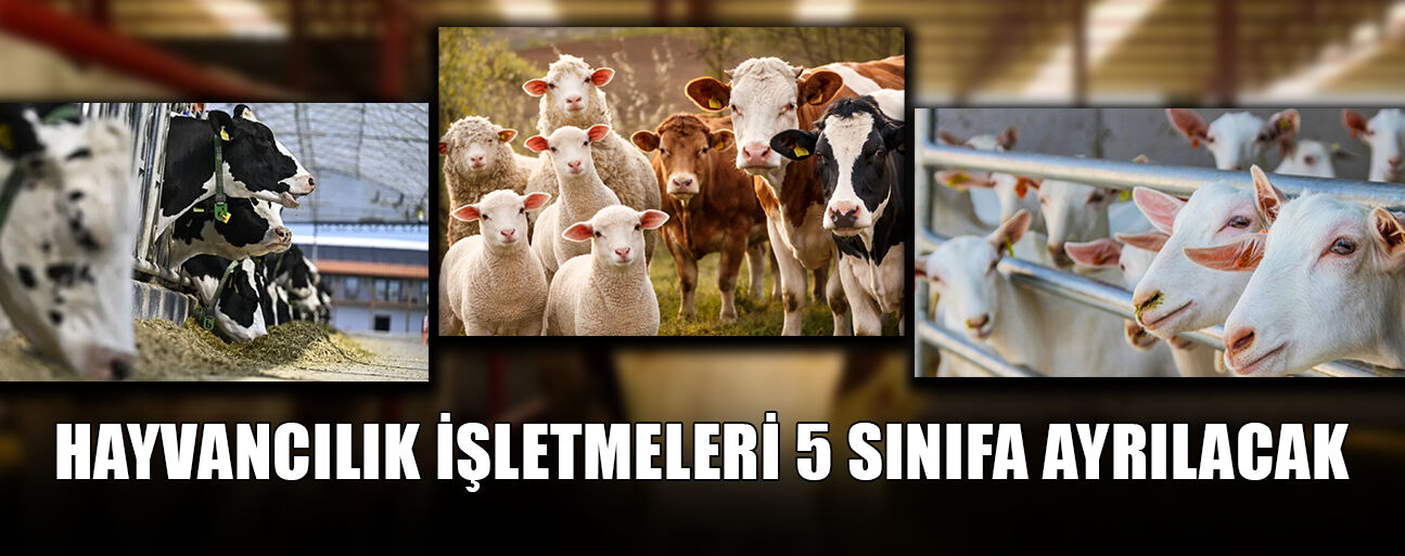 FİZİKİ ALTYAPI VE BİYOGÜVENLİK ŞARTLARINA GÖRE SINIFLANDIRILACAK