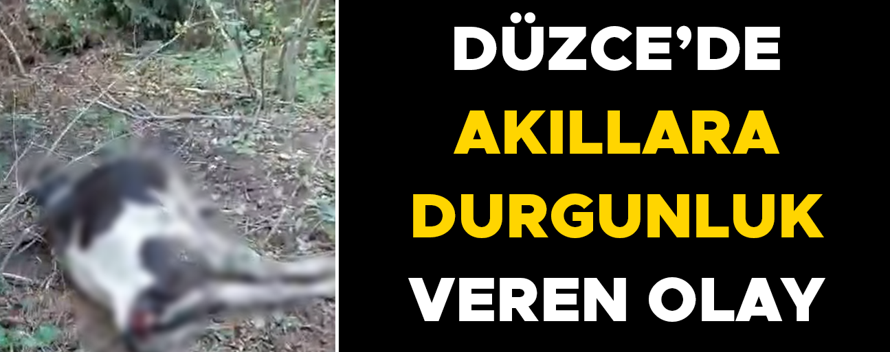 BAHÇESİNE GİREN İNEĞİ TÜFEKLE VURARAK TELEF ETTİ