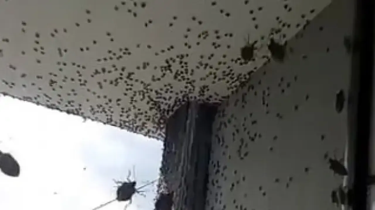 Kabus Geri Dondu Iki Ilceyi Istila Etti Bina Adeta Renk Degisti 1759641791 9218