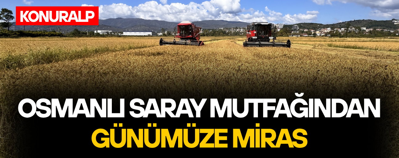 DÜZCE'DE TESCİLLİ KONURALP PİRİNCİNİN HASADI BAŞLADI