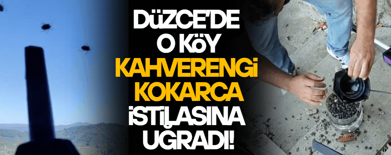 KAHVERENGİ KOKARCALARIN SAYISI BİR ANDA ARTTI, EVLERİ İSTİLA ETMEYE BAŞLADI