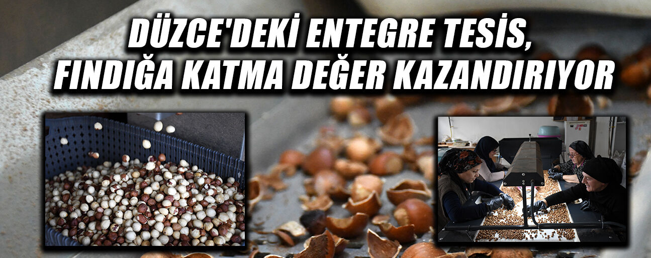 YAKLAŞIK 200 TON FINDIK İŞLENDİ
