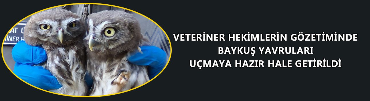 VETERİNER HEKİMLERİN GÖZETİMİNDE BAYKUŞ YAVRULARI UÇMAYA HAZIR HALE GETİRİLDİ