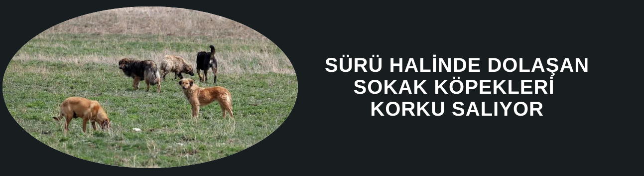 SÜRÜ HALİNDE DOLAŞAN SOKAK KÖPEKLERİ KORKU SALIYOR