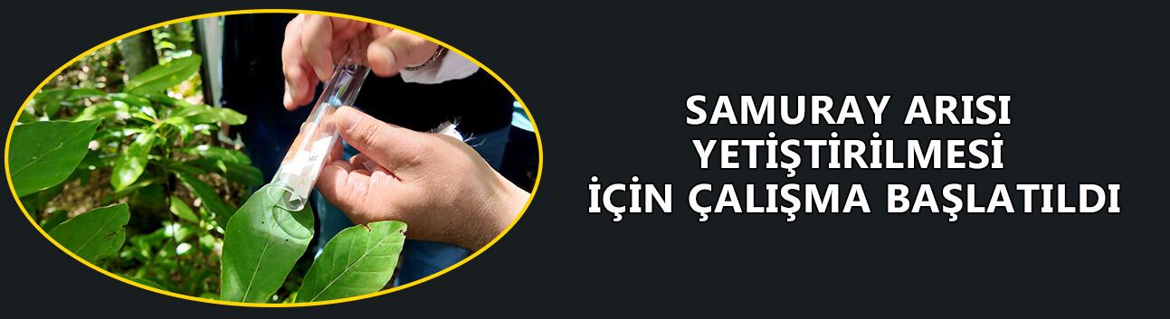 DÜZCE’DE ÇİFTÇİLERİN KABUSUNU SAMURAYLAR ÖNLEYECEK