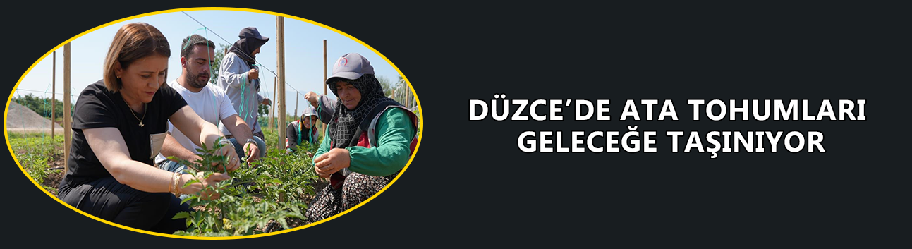 DÜZCE’NİN BEREKETLİ TOPRAKLARINDA 50 BİN ATA TOHUMU YETİŞTİRİLDİ