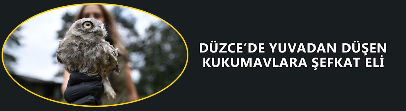 DÜZCE’DE YUVADAN DÜŞEN KUKUMAVLARA ŞEFKAT ELİ