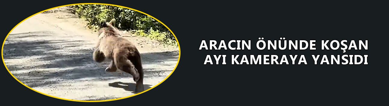 YOL BOYUNCA KOŞAN AYI ORMANA GİRDİ