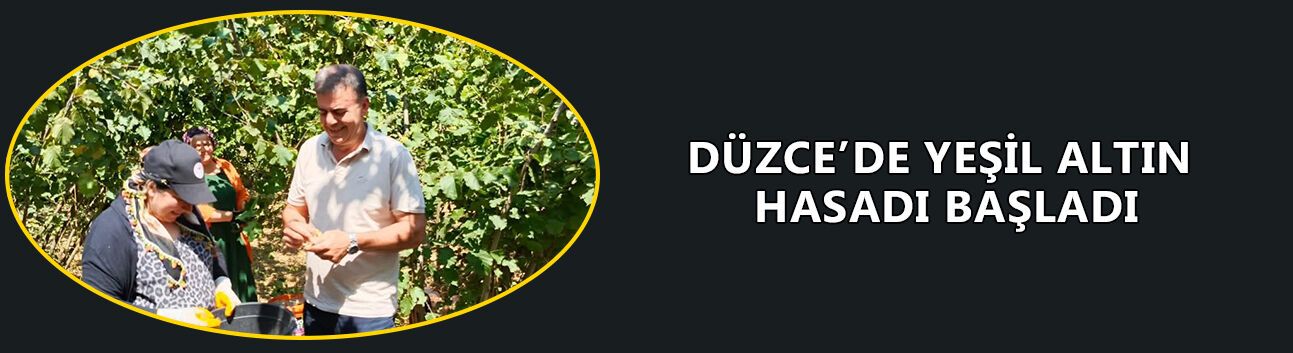 DÜZCE’DE YEŞİL ALTIN HASADI BAŞLADI