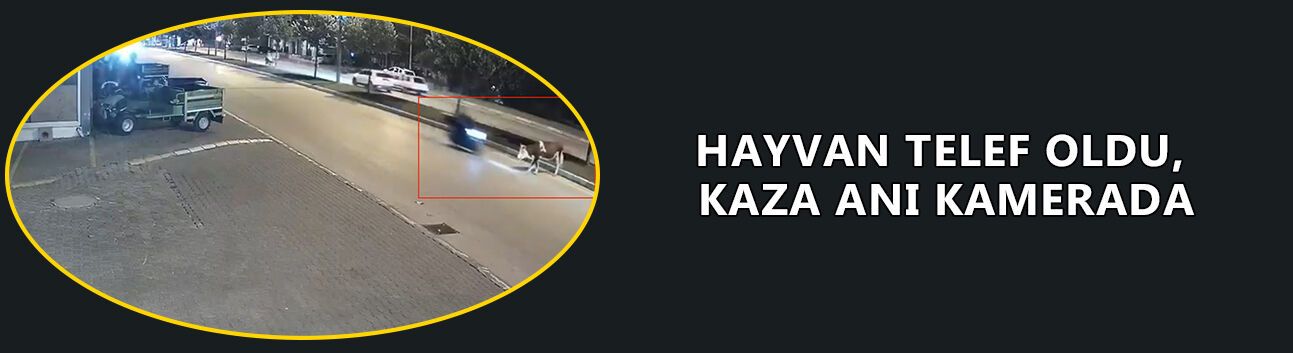 HAYVAN TELEF OLDU, KAZA ANI KAMERADA