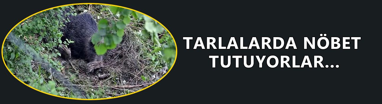 FINDIK BAHÇELERİNDE ZORLU NÖBET…