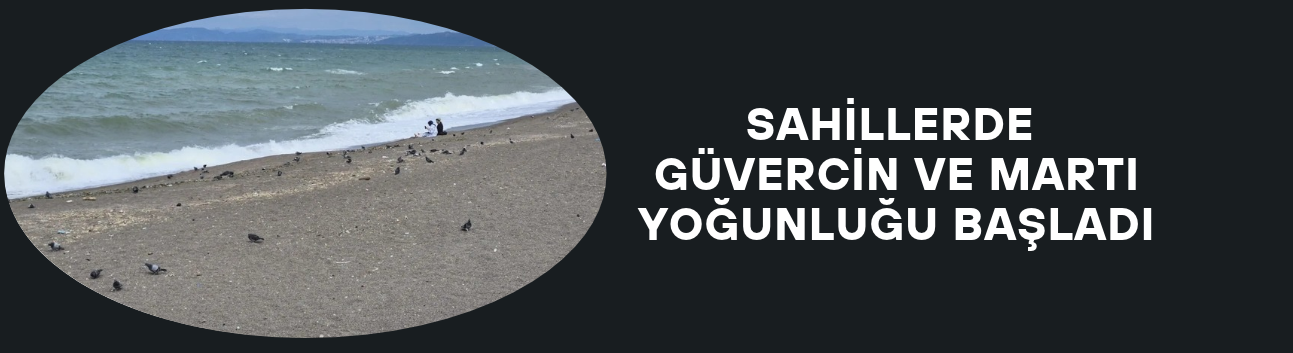 SAHİLLERDE GÜVERCİN VE MARTI YOĞUNLUĞU BAŞLADI