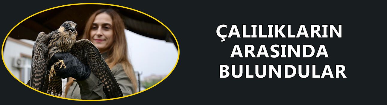 DÜZCE’DE ANNESİZ KALAN DOĞAN YAVRULARI UZMAN ELLERDE HAYATA TUTUNDU