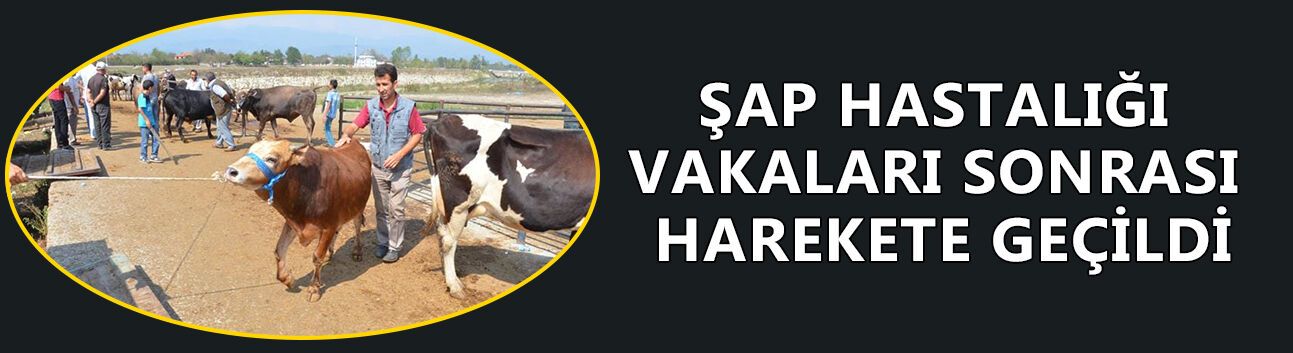 DÜZCE HAYVAN PAZARI TEDBİR AMAÇLI KAPANDI