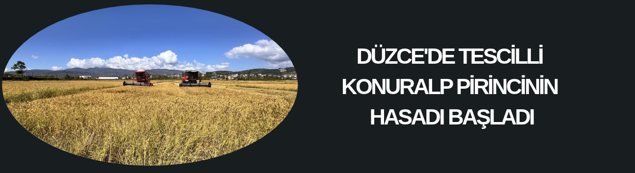 DÜZCE'DE TESCİLLİ KONURALP PİRİNCİNİN HASADI BAŞLADI